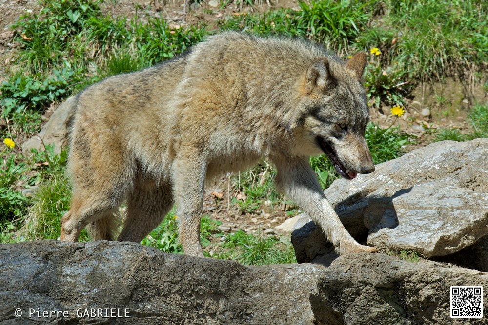 loup_7394.jpg