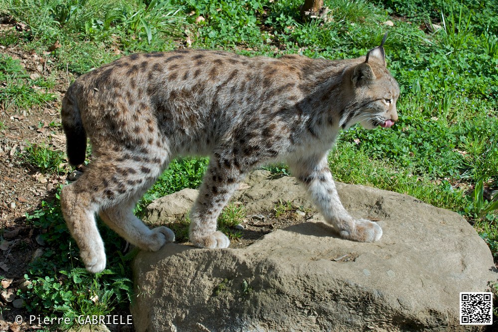 lynx_7287.jpg