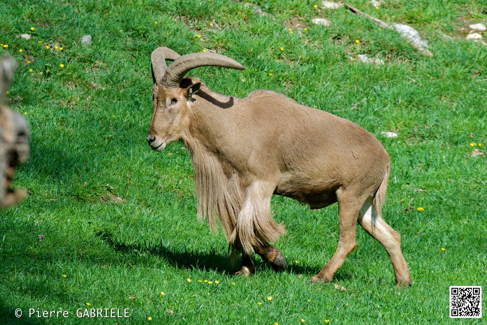 mouflon-a-manchettes_7335.jpg