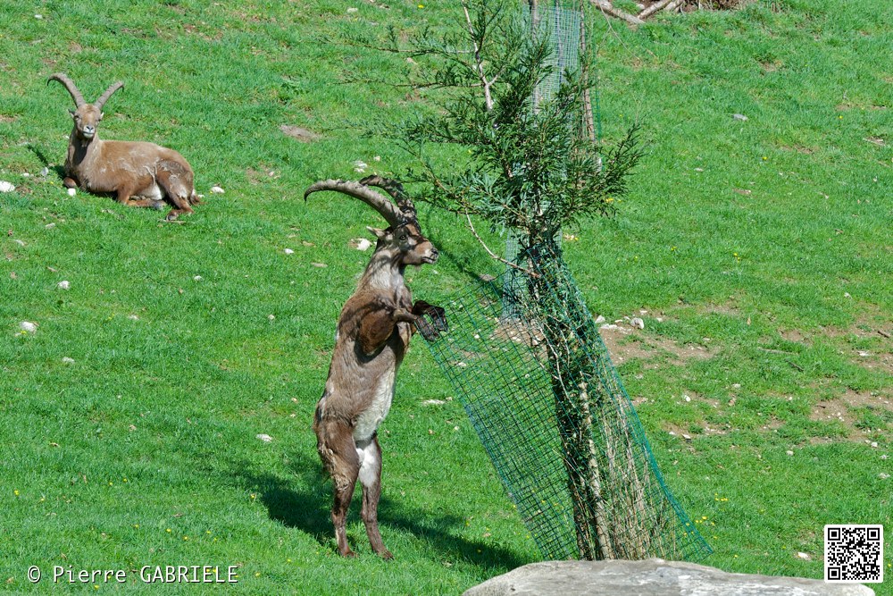 mouflon-a-manchettes_7339.jpg