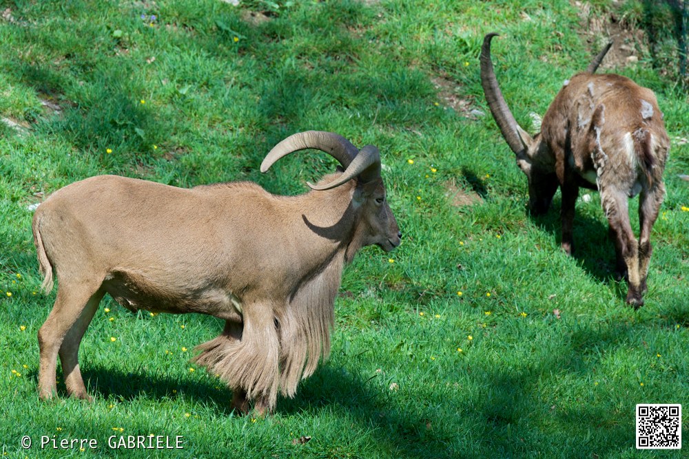 mouflon-a-manchettes_7349.jpg