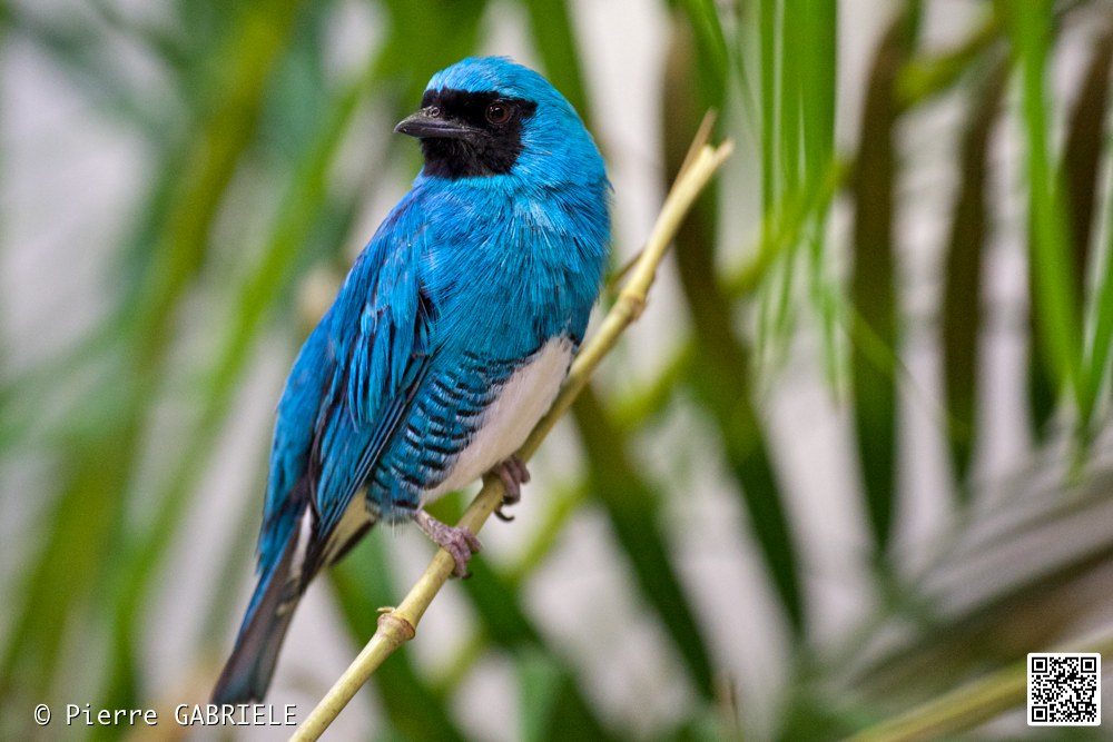 oiseau_7402.jpg