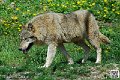 loup_7393