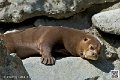 loutre-geante_7400