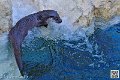 loutre_7268