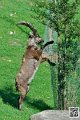 mouflon-a-manchettes_7338