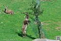 mouflon-a-manchettes_7339