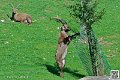 mouflon-a-manchettes_7340