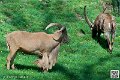 mouflon-a-manchettes_7349