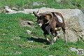 mouflon_7351