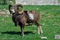 mouflon_7352