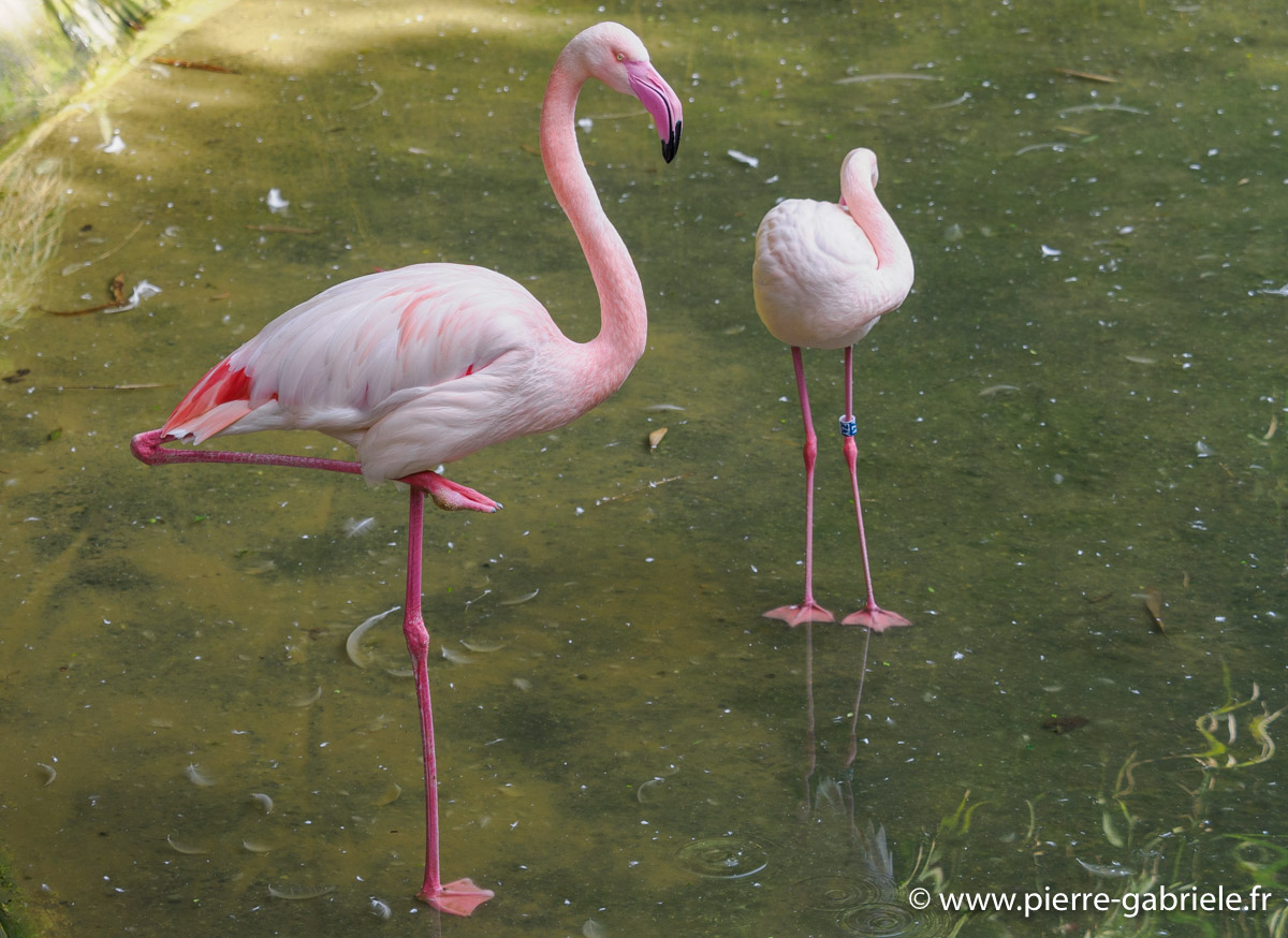 flament-rose-oly1_0165.jpg