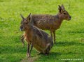 agouti-oly1_0304