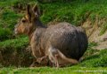 agouti-oly1_0307