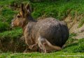 agouti-oly1_0307