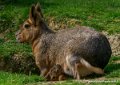 agouti-oly1_0308