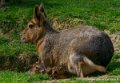 agouti-oly1_0309