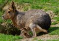 agouti-oly1_0313