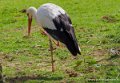 cigogne-oly1_0284