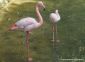 flament-rose-oly1_0165