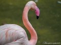 flament-rose-oly1_0168