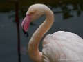 flament-rose-oly1_0169