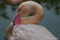 flament-rose-oly1_0171