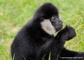 gibbon-oly1_0230