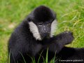 gibbon-oly1_0231