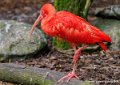 ibis-rouge-oly1_0332