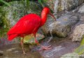 ibis-rouge-oly1_0334