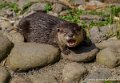 loutre-oly1_0214