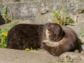 loutre-oly1_0217