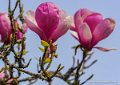 magnolia-oly1_0344
