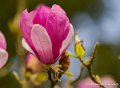 magnolia-oly1_0346
