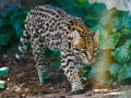 ocelot-oly1_0327