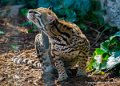 ocelot-oly1_0330