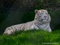 tigre-blanc-oly1_0212