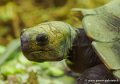 tortue-oly1_0173