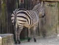 zebre-oly1_0280