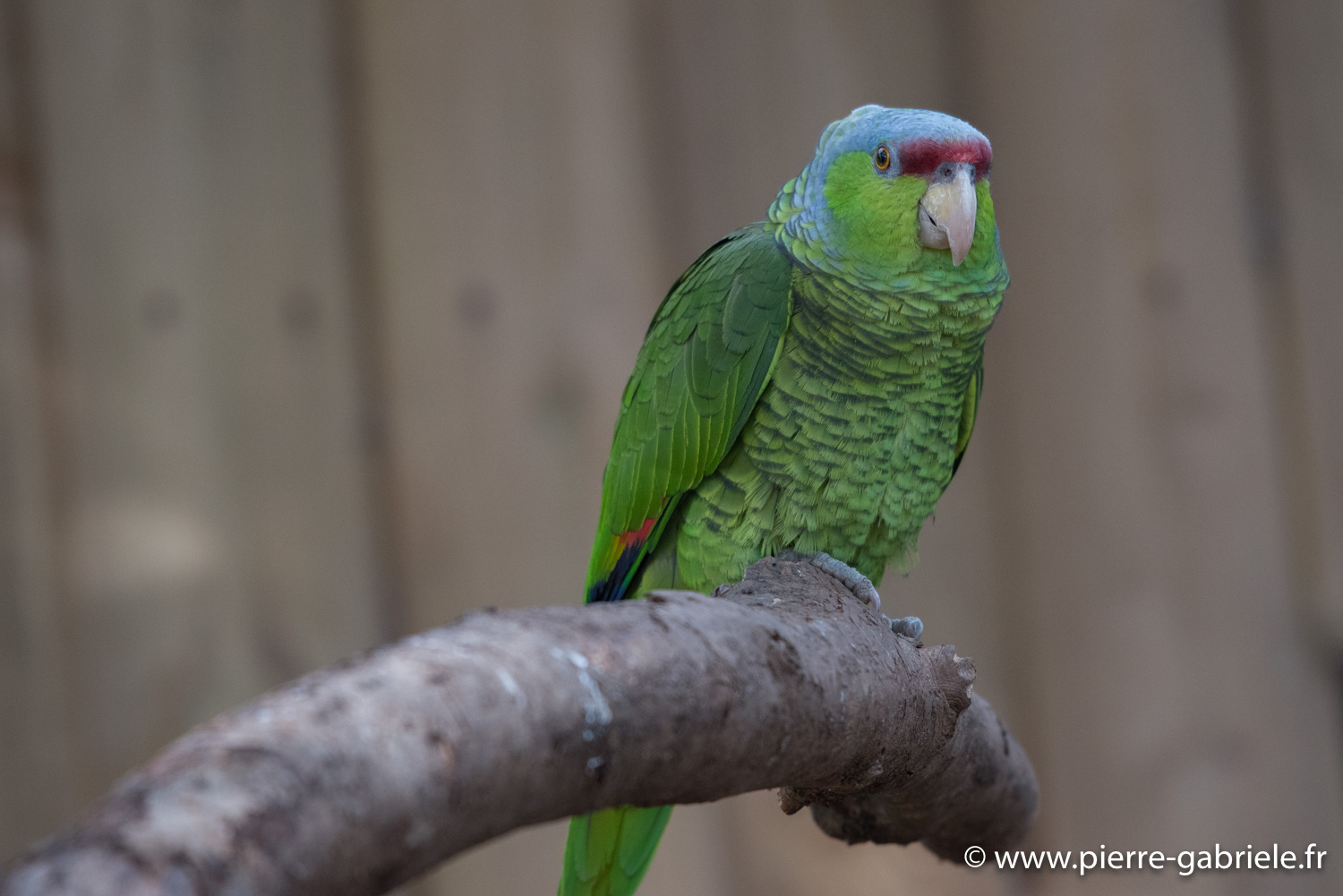amazone-frontbleu-d750_5782.jpg