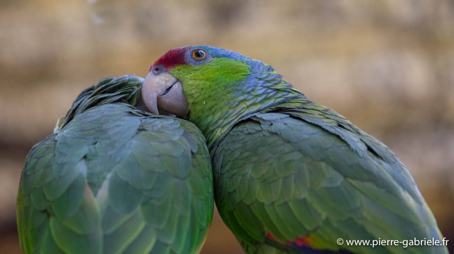 amazone-frontbleu-d750_5784.jpg