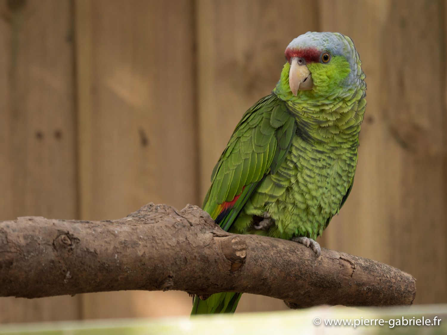 amazone-tetebleue-gx8_0444.jpg