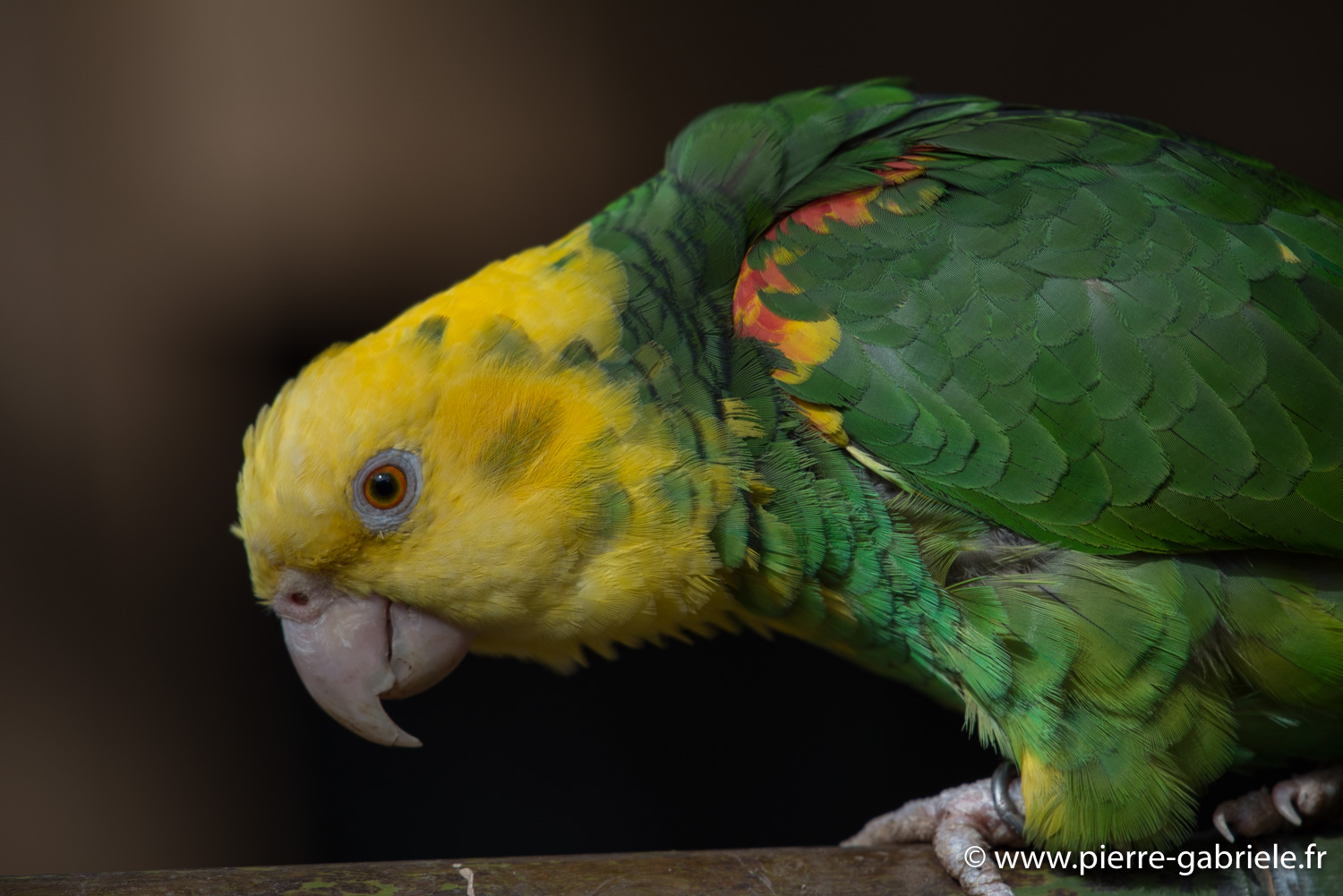 amazone-tetejaune-d750_5781.jpg