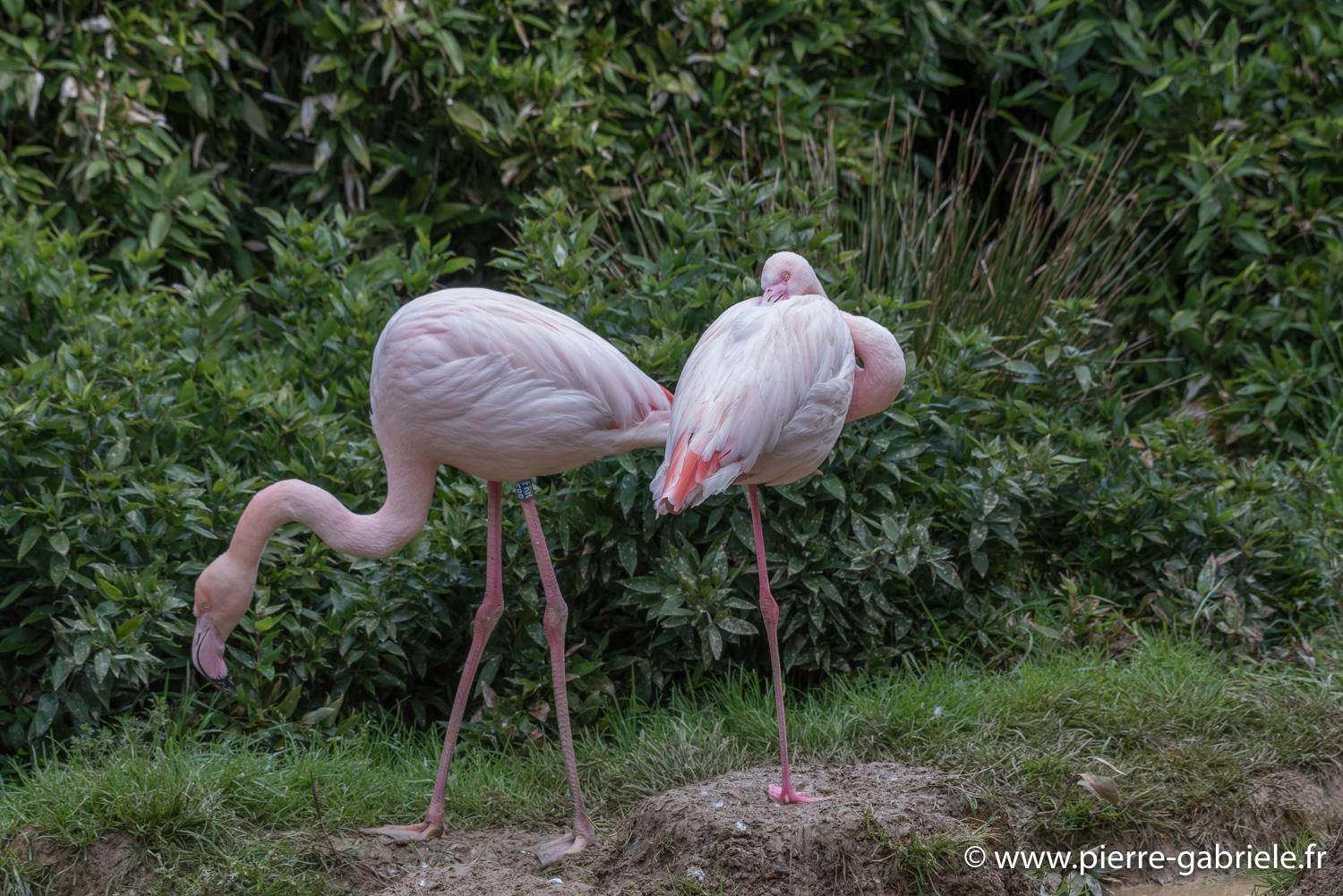 flamant-d750_5792.jpg
