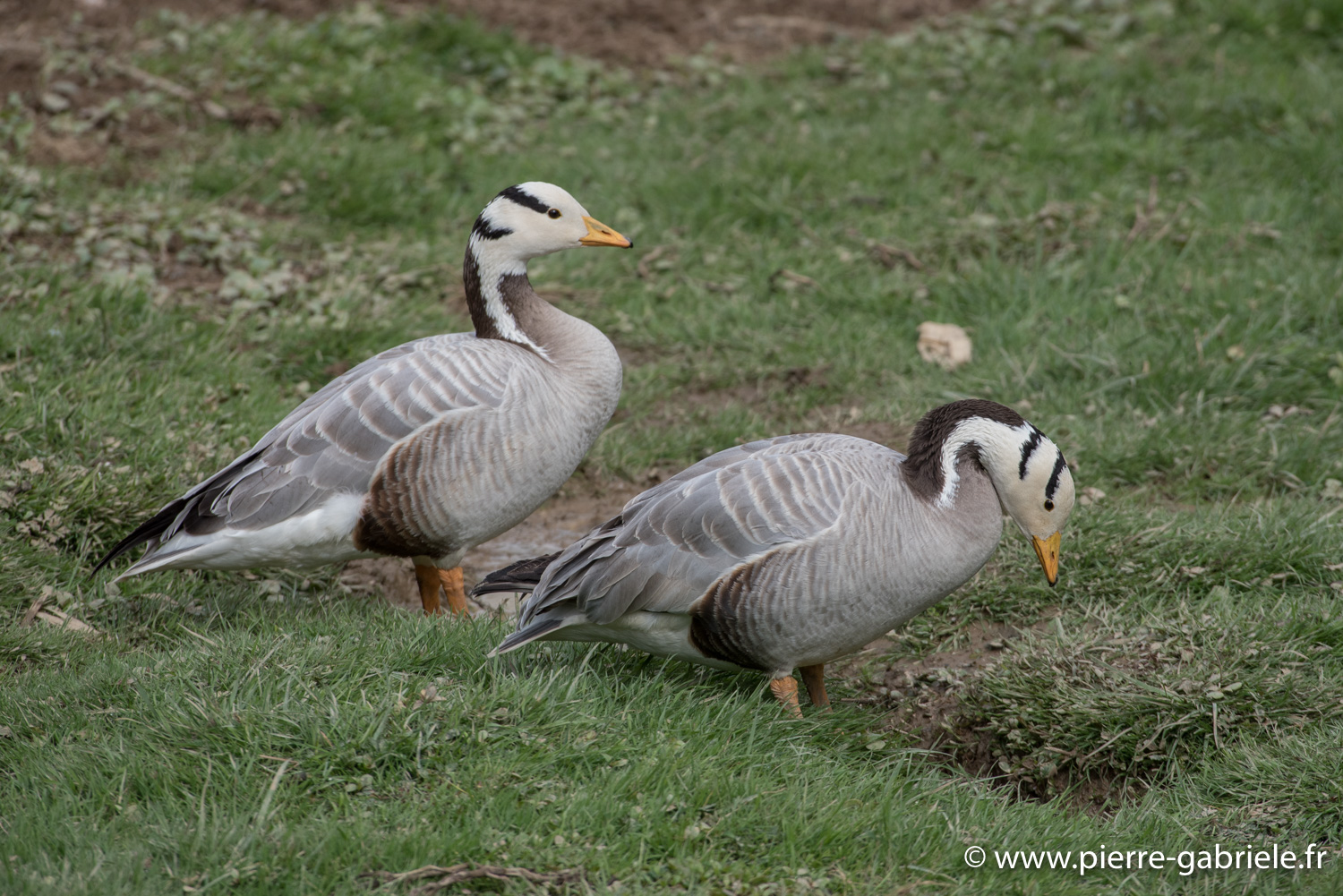 oie-tetebarree-d750_5816.jpg