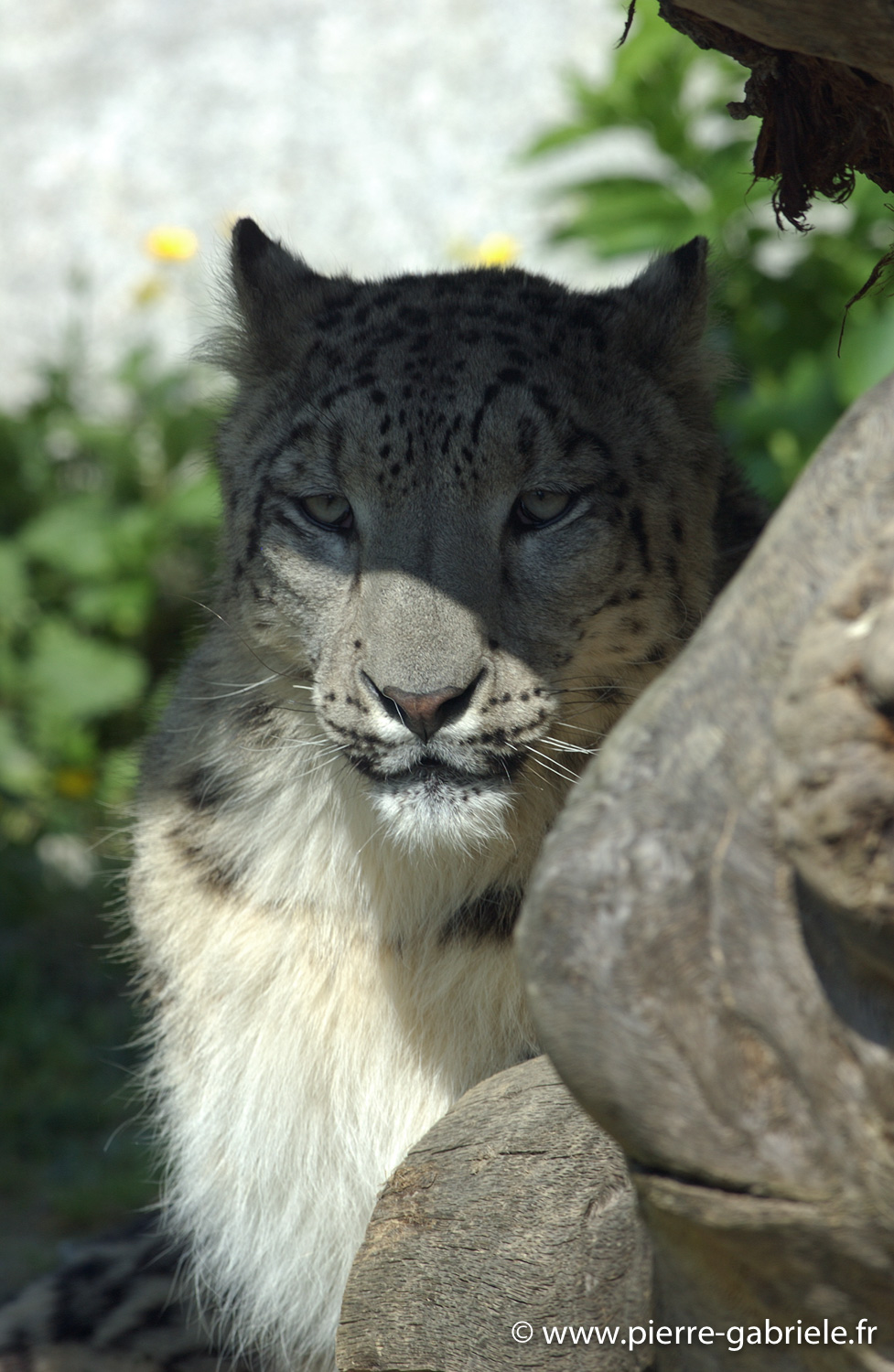 panthere_0080.jpg