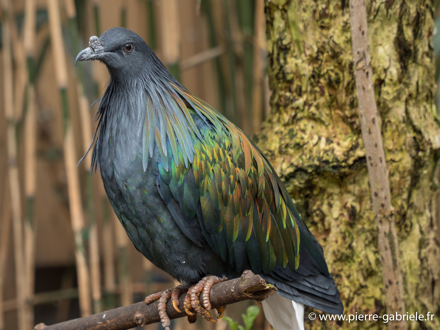 pigeon-nicobar-gx8_0439.jpg