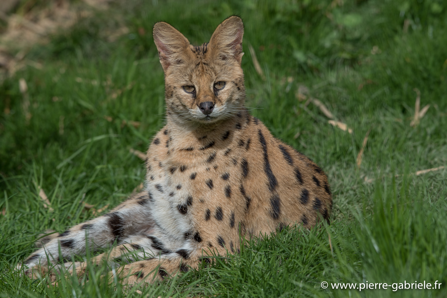 serval-d750_5854.jpg