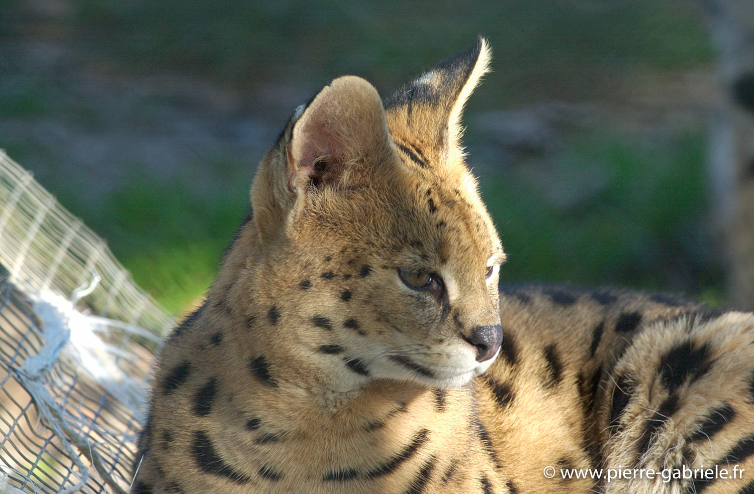 serval_0099.jpg